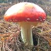 hongos_2024