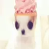 puppywithpinkcreamonhead