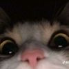 andytwobocil6