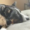 lilliedogmom