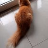 wildaparondong