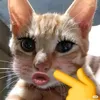 .doantran00