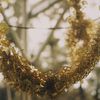 the.ossur.film