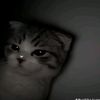 ditxny_