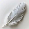 1whitedove