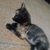 flavianemacedoo