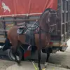 el_thaur704