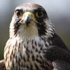 falcon_of_arab