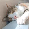 __hooman_bean__