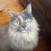 kittykitty38377