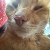 boykiethecat