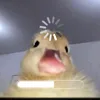 mozzar_ella_cheese_