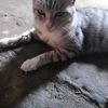 sitiismawiyah