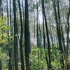 buyung_puyuh2345