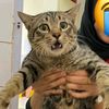 syamskrtt