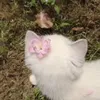 mojhvftds