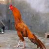 yaqoobjutt302