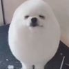 akkardeon0