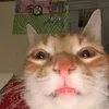 Seluje