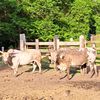 twisted_k_bucking_cattle
