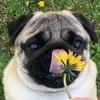 shagytopug