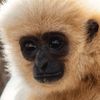 monkey_jungler