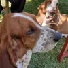 bassethoundmom75