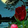dy46bnwg3qajfransis