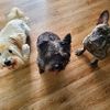 threedogbros