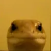 chipsmorektn