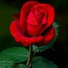 mariyamchaudhary322