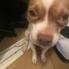 _stellasaurus_1
