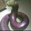 terongcobra2