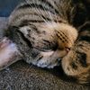 meowtoyou2