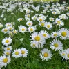 emous_12