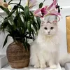 huunhi568
