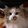 catlady1267
