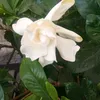 whiteangle85
