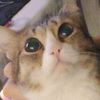 fifi_t0