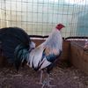 vicrangelgamefowl