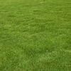 awo3grassfarmcompany