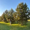 _polinkiss_7