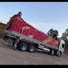 flavinhosc3