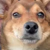 foxyowner