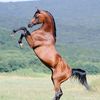 user1132513094025
