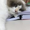 reem_meow