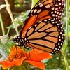 bipolarbutterfly76