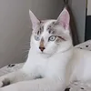 olaf17chaton