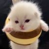 leoneaking