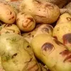 juliosangenis